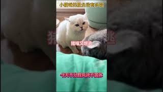 小猫咪的胜负欲有多强  #cat #shorts  #cuteanimal #动物的迷惑行为