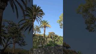 Parque García Sanabria, Santa Cruz de Tenerife +27°C 15:07 Jan 28, 2024 #tenerife #garcíasanabria