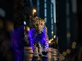 a leopard in the city transforming into a shadow panther wildlifeanimals youtubeshorts shorts