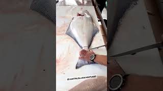 HOW TO FILLET HALIBUT - Awesome 🎣 #halibut #fillet #shorts