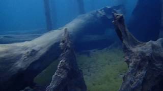 Buceo autónomo Lago Pellaifa, Coñaripe Chile