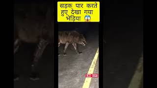 😱😱wolf on road|जब सड़क पे दिखा भेड़िया #viralvideo #india #animals #wolf #shorts #reels