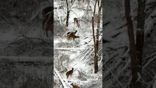 Tracking Deer After A Fresh Snow With A Drone So Many Deer 4K Drone Footage