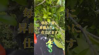 【春のキンモク】花芽を切らない透かし剪定をしたら#庭師のVlog #一級造園技能士