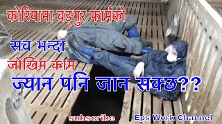 कोरियामा बङ्गुर फार्मको सब भन्दा जोखिम काम..ज्यान पनि जान सक्छ.. #epsworkchannel