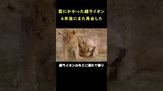 罠にかかった雌ライオンと4年ぶりの再会！！