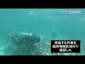 辺野古サンゴ移植　強行継続　【辺野古新基地建設】