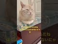 猫様たちのキッチンでの出来事がこちら💁‍♀️ shorts shortvideo cat short 猫