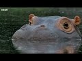 The 'Beauty' Regime of Hippos  Spy In The Wild  BBC Earth