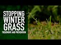 How Do I Stop Pesky Winter Grass?! | Treatment & Prevention of Poa annua (Winter Grass) in Your Lawn