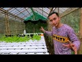 4 na mali ko sa pagpapatubo ng lettuce sa nft hydroponics system