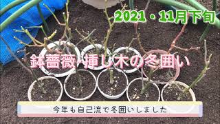 【Garden】鉢薔薇と挿し木の冬囲い完了/今年も自己流です