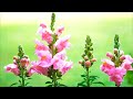 51 annual flowers will bloom all summer beautiful summer flowering plants plant and planting