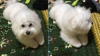 ちょこんと足を揃えながらプチハンストする犬！ビションフリーゼ