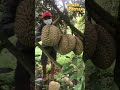 Begini Panen Durian Super Lebat di Thailand