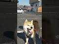 友達とお別れ後も楽しくて笑い続ける豆柴の子犬が可愛い♪