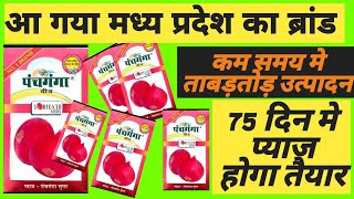 पंचगंगा सुपर प्याज बीज/पंचगंगा लाल प्याज बीज Panchganga onion seeds #viral