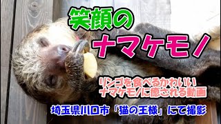 ナマケモノの食事風景がかわいい！　「猫の王様」にて撮影