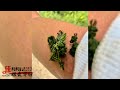 盘点那些捅马蜂窝的高手，男子惹怒上万只蜜蜂，最后与蜜蜂同归于尽