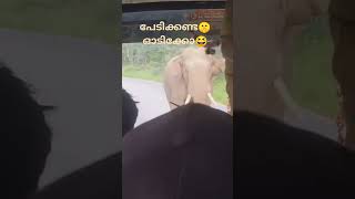 #ആന കുത്താൻ വന്നാൽ എന്തുചെയ്യും #elephant #attack #shorts