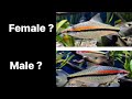 Male vs Female Roseline Sharks : The REAL Differences