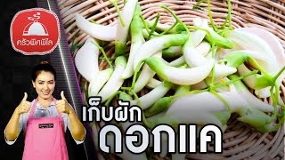 ทำอาหารง่ายๆ เก็บผักสวนครัว เก็บดอกแค เลือกดอกแคแบบไหน หวานและอร่อย | ครัวพิศพิไล