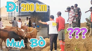 Huy Khánh Vlogs || Chặng Đường Dài 200km - Tìm Mua Bò Giống Mang Về Làng Việt Nam ???