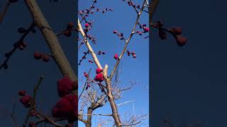 ORUTO WALK 自然豊かな街での暮らし 暦の上での春到来、梅のつぼみ 2025.02.10 #日本 #nature #japanesegarden  #japan #庭園