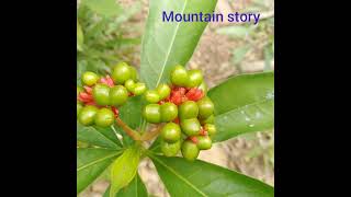 Amal pori #akkaram kolli #mountain story amal pori #അമൽ പൊരി /അക്കരം കൊല്ലി #അമൽപൊരി