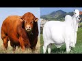 Top 10  the World's Most Expensive and Unique Cows.#factzone #expensivecows #cattle