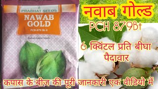 नवाब गोल्ड कपास का बीज।। Nawab gold cotton seed।।PCH 879BT2।।Complete information about cotton seeds