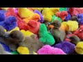 Beautiful colorful chickens are playing together ( part 57 ) 🐣🐣❤️