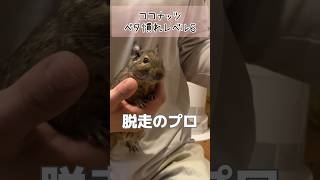 【デグー】9日間連続企画！多頭飼いって実際どうなの？もぐ家のベタ慣れ度を検証！#デグー#ベタ慣れ#多頭飼い