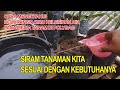 CARA MENYIRAM TANAMAN DI POLYBAG YANG BENAR