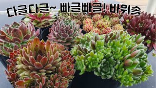 다글다글~  빠글빠글! 바위솔