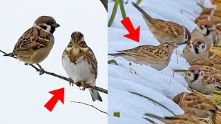 野鳥撮影0206E【スズメに似た鳥】雪の翌日、チョウゲンボウ、カシラダカ、ヒバリ、雀に似た鳥、モズ捕食など