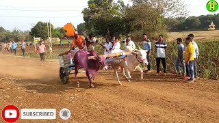 || Khillari Racing Bulls Running in Bullock cart Race || Ox Race ||