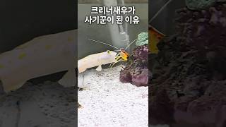 3년간 다른 해수어들한테 먹이를 뺏긴 크리너새우가 살아남는 방법