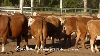 Gowrie Simbrah Stud PTIC Cows