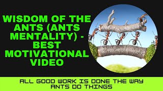 Wisdom Of The Ants (Ants Mentality)  - Best Motivational And Inspirational Video
