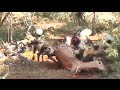 Wild Dogs Eat Impala Alive