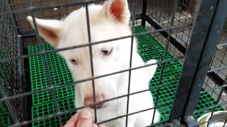 Woofcam l Dahil maulan ang panahon l Training with SIberian Huskies