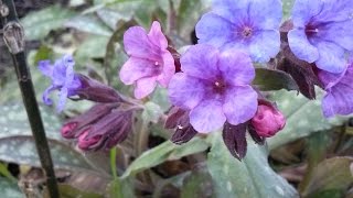 Pulmonaria officinalis (medicinal plant)