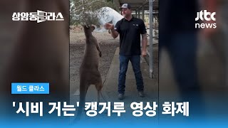 발길질에 주먹질…'시비 거는' 캥거루 영상 화제 / JTBC 상암동 클라스