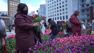 Over 80,000 flowers blooming at SF Union Square for annual Tulip Day this weekend