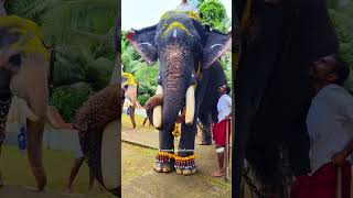 തടത്താവിള ശിവ || കിഴൂർ ആനയൂട്ട് 2024 || #elephant #aanayoottu #kizhoor #viral #shorts #2024