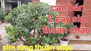 cần bán 2 cây sim thuần chậu sim rừng thuần chậu lh 0363310373