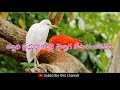 యేసుని నమ్మెడి వారు yesuni nammedi varu _telugu jesus songs lyrics for you