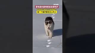 雪地里的猫咪精准走模特步，明明四只脚，却只有两脚印。