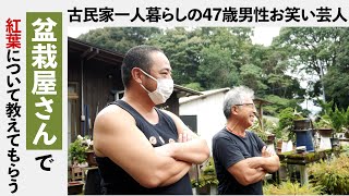 盆栽屋さんで紅葉について教えてもらう古民家一人暮らしの47歳男性お笑い芸人どさけん